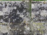 image of grave number 525521